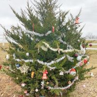 The Remembering Tree: Where grief and joy live together The Remembering Tree: Where grief and joy live together