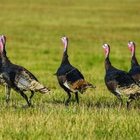 Ohio’s wild turkey hunting season concludes in south zone Ohio’s wild turkey hunting season concludes in south zone