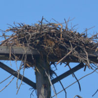 Large birds nest on US 36 is home to Ospreys Large birds nest on US 36 is home to Ospreys