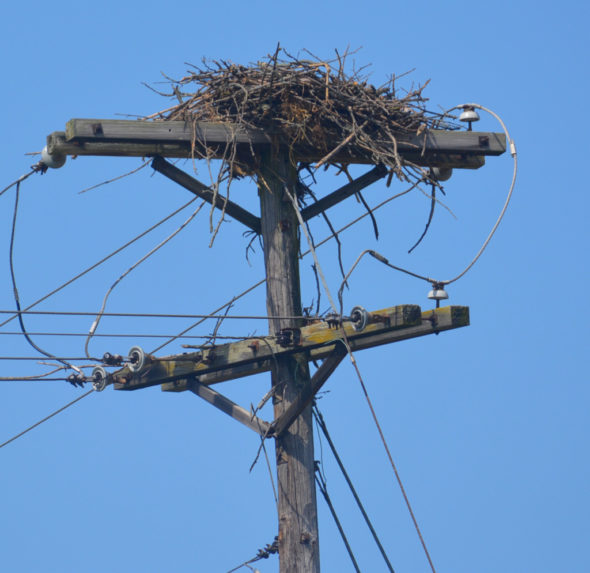 Several people have asked The Beacon about the large birds’ nest on US 36. According to Wildlife Officer Jerrod Allison it is the home of Ospreys, not Eagles like many have wondered. Josie Sellers | Beacon