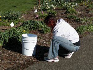 Susan Swartzentruber is pictured pulling weeds at the Friends of the Park annual clean-up day, Saturday, April 8. Jen Jones | Beacon