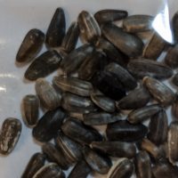 ODA asks public to not plant any unsolicited packages of seeds ODA asks public to not plant any unsolicited packages of seeds