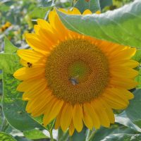 Coshocton Sunflower Festival ready to go on