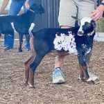 Goat show to be held Aug. 6-7 at fairgrounds