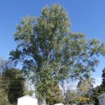 Entries needed for big tree contest