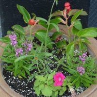 June is recognition month for Coshocton In Bloom