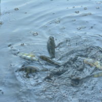 City recreation department creates new fishing opportunity