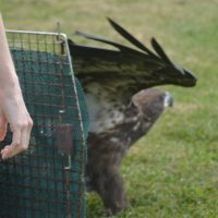 Eagle released back into the wild at Lake Park