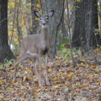 Farmers and hunters help feed the hungry