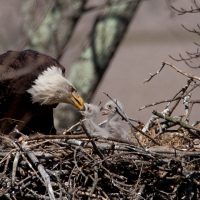 Citizen scientist census finds 707 Bald Eagle nests in Ohio