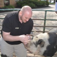 Buehler’s manager kisses pig as part of fundraiser