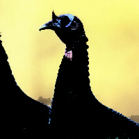 Turkey season starting Oct. 8