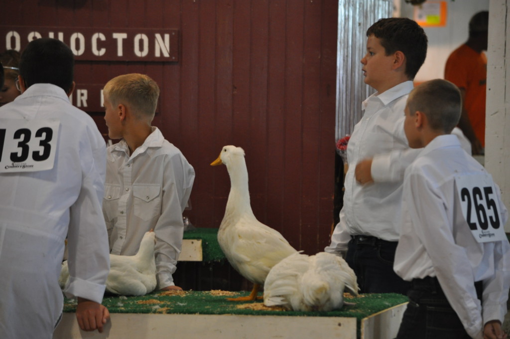 Poultry Show08