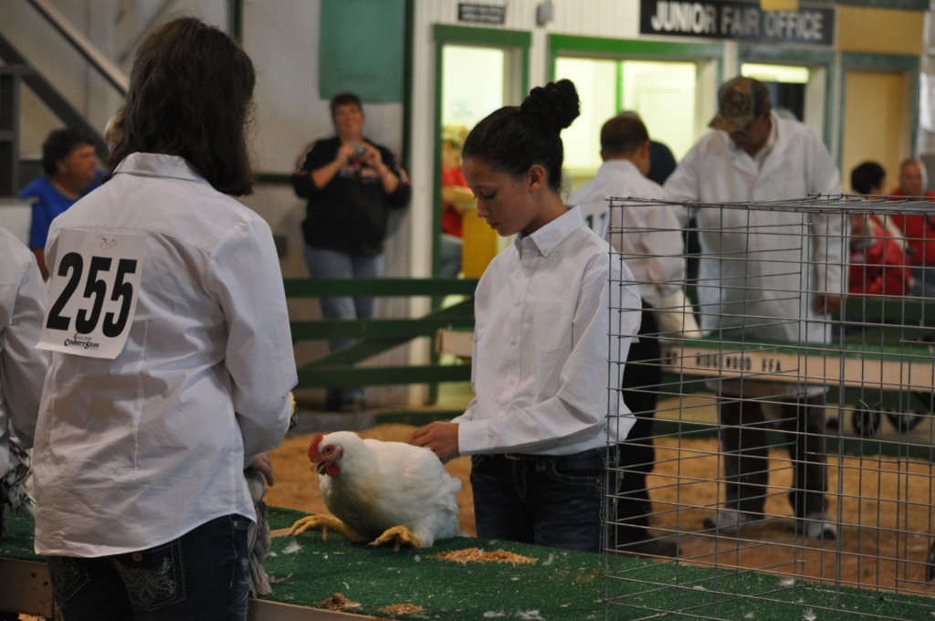 Poultry Show12