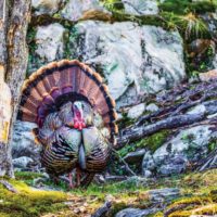 Ohio’s fall wild turkey hunting season begins soon