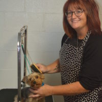 Dogs By Design offers grooming services