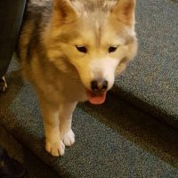 Siberian Husky Club dogs take part in library program